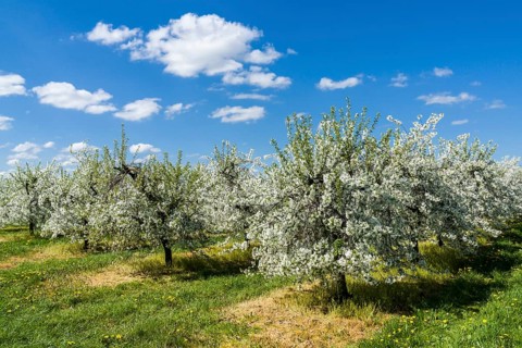 Rows of blooming apple trees in a plantation