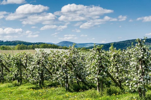 Rows of blooming apple trees in a plantation