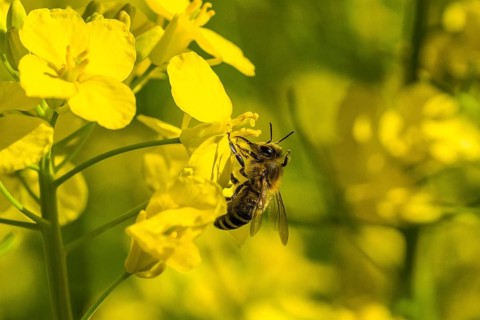 Carniolan honey bee (Apis mellifera cardiac) collecting nectar from yellow rapeseed blossom (Brassica napus)