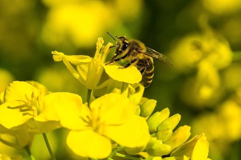 Carniolan honey bee (Apis mellifera cardiac) collecting nectar from yellow rapeseed blossom (Brassica napus)