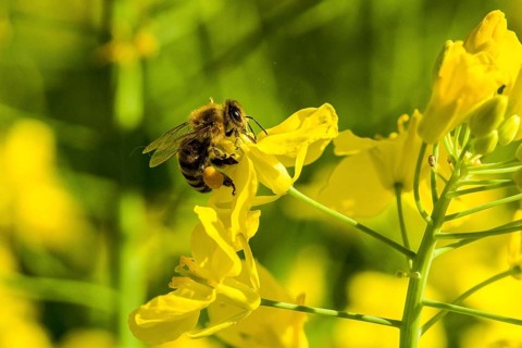 Carniolan honey bee (Apis mellifera cardiac) collecting nectar from yellow rapeseed blossom (Brassica napus)