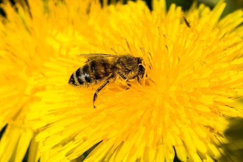 Carniolan honey bee (Apis mellifera cardiac) collecting nectar from dandelion (Taraxacum sp.)