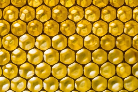 Honeycomb of the Carniolan honey bee (Apis mellifera carnica)