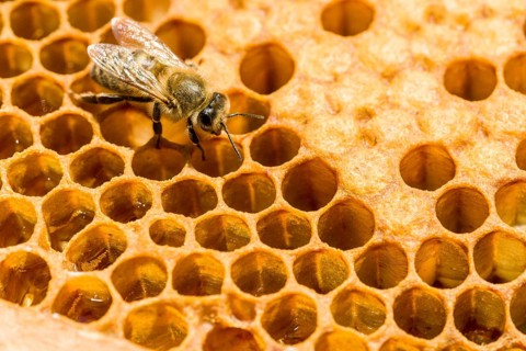 A Carniolan honey bee (Apis mellifera carnica) on a honeycomb