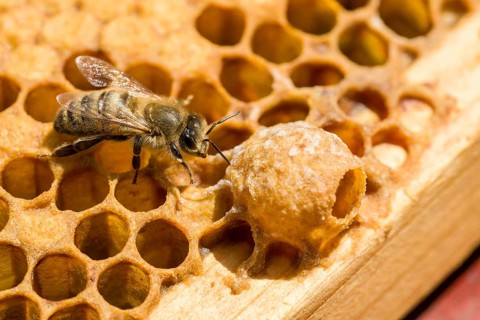 A Carniolan honey bee (Apis mellifera carnica) on a honeycomb