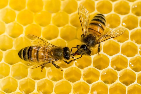 Two Carniolan honey bees (Apis mellifera carnica) on a honeycomb