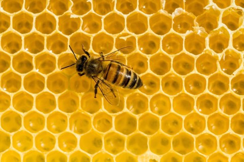 A Carniolan honey bee (Apis mellifera carnica) on a honeycomb