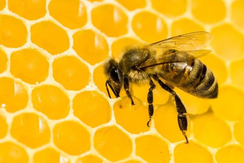 A Carniolan honey bee (Apis mellifera carnica) on a honeycomb