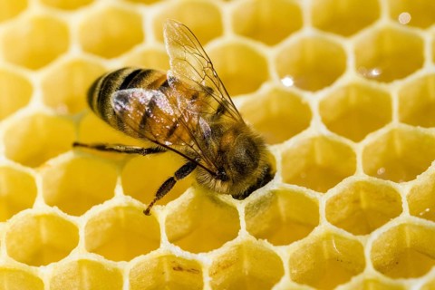 A Carniolan honey bee (Apis mellifera carnica) is acting on a honeycomb