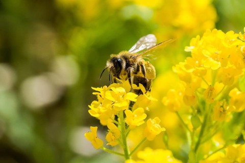 Carniolan honey bee (Apis mellifera cardiac) collecting nectar from yellow rapeseed blossom (Brassica napus)