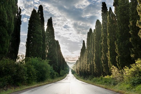 Alleyway with green cypresses after rain