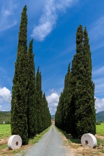 Alleyway with green cypresses