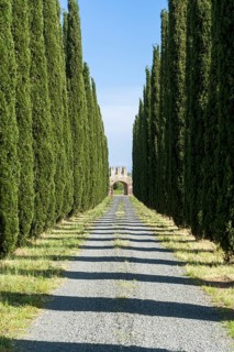 Alleyway with green cypresses and a gate