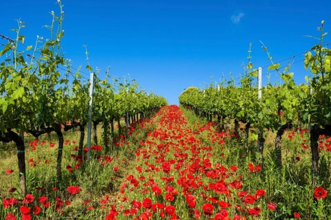 Typical green Tuscan landscape in Val d'Orcia with wineyards