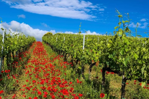 Typical green Tuscan landscape in Val d'Orcia with wineyards