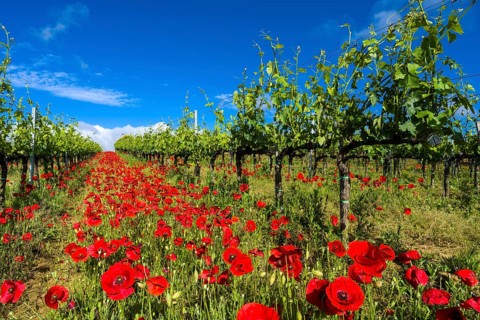Typical green Tuscan landscape in Val d'Orcia with wineyards