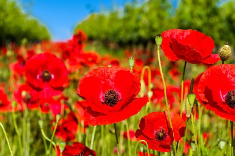 Close up of poppies