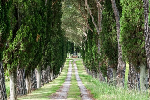 Alleyway with green pine trees and cypresses