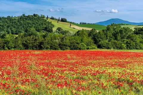 Typical green Tuscan landscape in Val d'Orcia with hills