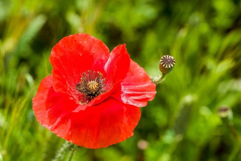 Blossom of red poppies in Val d'Orcia