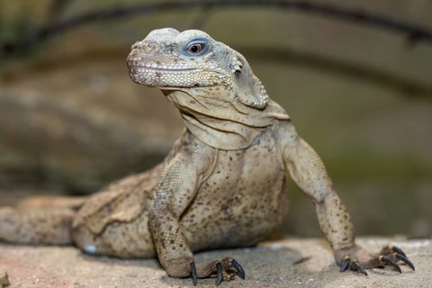 Peach-throated monitor (Varanus jobiensis) on the ground