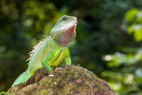 Chinese water dragon (Physignathus cocincinus) on a rock