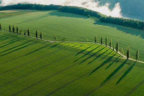 A row of Poplar trees (Populus) is creating long shadows on a green field