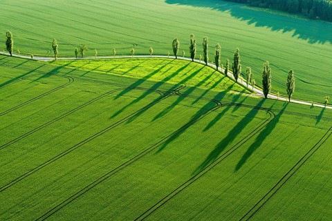A row of Poplar trees (Populus) is creating long shadows on a green field