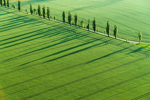 A row of Poplar trees (Populus) is creating long shadows on a green field