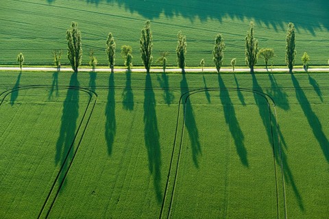 A row of Poplar trees (Populus) is creating long shadows on a green field