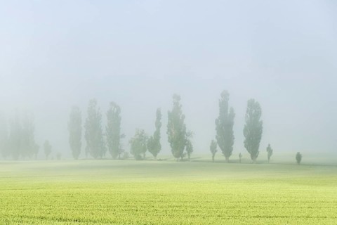 A row of Poplar trees (Populus) is shining through the thick fog