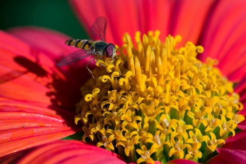 Common Hoverfly (Eupeodes corollae) is collecting nectar from a red yellow flower blossom