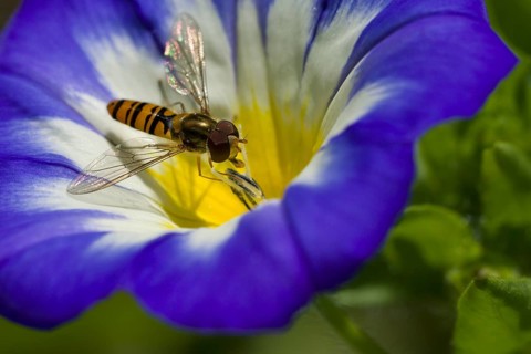 Common Hoverfly (Eupeodes corollae) is collecting nectar from a Dwarf morning-glory (Convolvulus tricolor) flower blossom