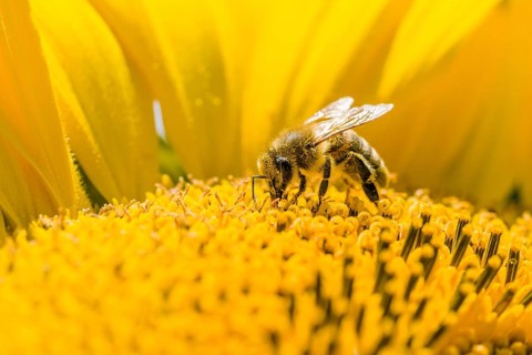 Carniolan honey bee (Apis mellifera carnica) is collecting nectar at a common sunflower (Helianthus annuus) blossom