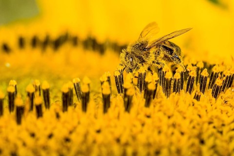 Carniolan honey bee (Apis mellifera carnica) is collecting nectar at a common sunflower (Helianthus annuus) blossom