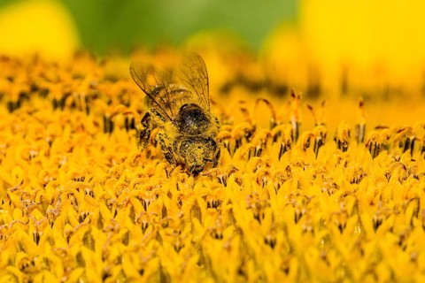 Carniolan honey bee (Apis mellifera carnica) is collecting nectar at a common sunflower (Helianthus annuus) blossom