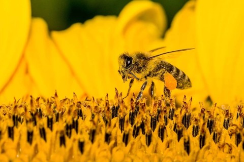 Carniolan honey bee (Apis mellifera carnica) is collecting nectar at a common sunflower (Helianthus annuus) blossom