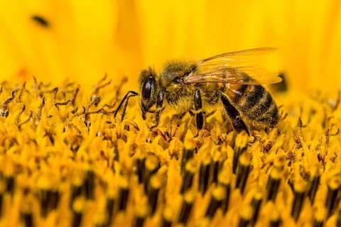 Carniolan honey bee (Apis mellifera carnica) is collecting nectar at a common sunflower (Helianthus annuus) blossom