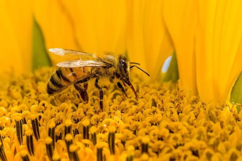 Carniolan honey bee (Apis mellifera carnica) is collecting nectar at a common sunflower (Helianthus annuus) blossom