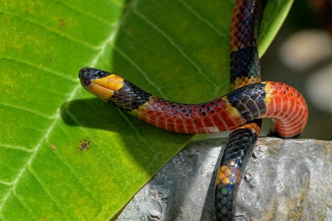 Variable Coral Snake (Micrurus diastema)