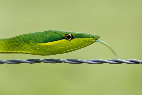 Green Vine Snake (Oxybelis fulgidus)