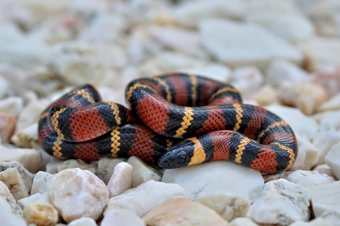 Tropical Kingsnake