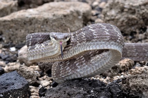 Mahogany Ratsnake (Phrynonax poecilonotus)
