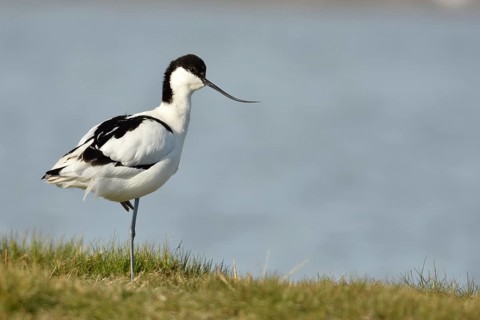 Avocet (Recurvirostra avosetta) in breeding plumage