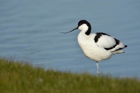 Avocet (Recurvirostra avosetta) in breeding plumage
