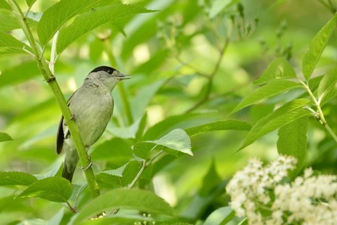 Male blackcap (Sylvia atricapilla) sitting in blooming elderberry (Sambucus nigra)