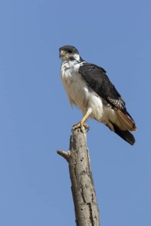 Augur Buzzard (Buteo augur)
