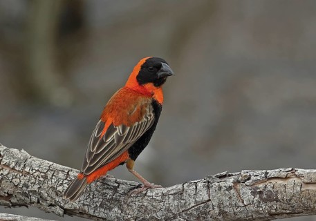 Southern Red Bishop (Euplectes orix)