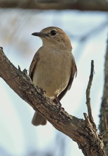 Grey Tit-flycatcher (Myioparus plumbeus)