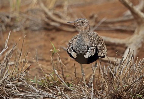 Red-crested Korhaan (Lophotis ruficrista)